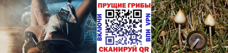 Купить  Норильск  Галлюциногенные грибы Psilocybine cubensis 